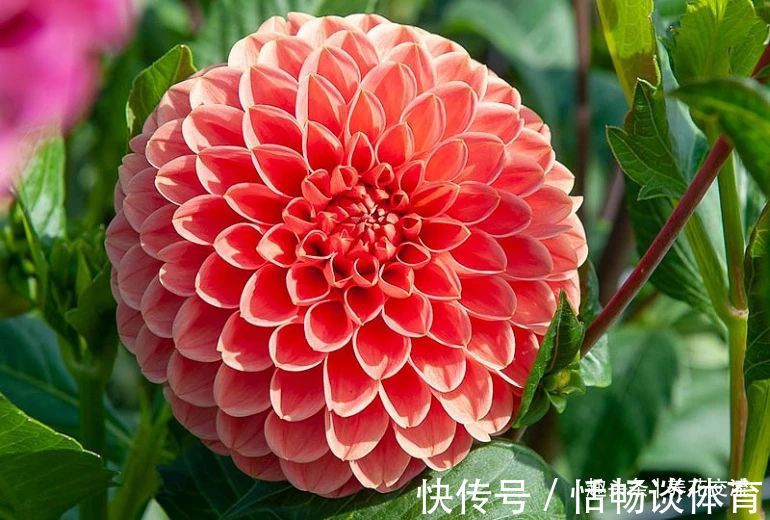 种大丽花的准备工作，温带和亚热带地区盆栽养护攻略