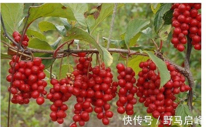 五味子|肝癌细胞最怕的食物,常吃能修复肝细胞,保肝护肝,效果显著