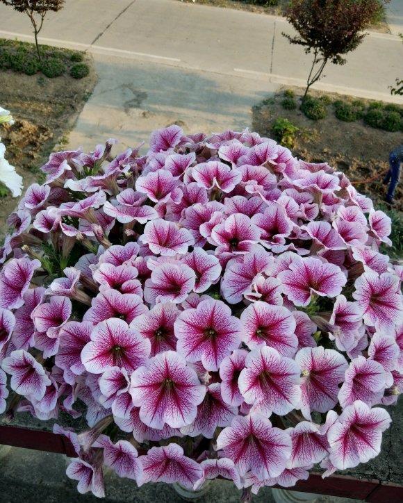 “飞速”生长的5种花，适合“急性子”，半年打造阳台花园