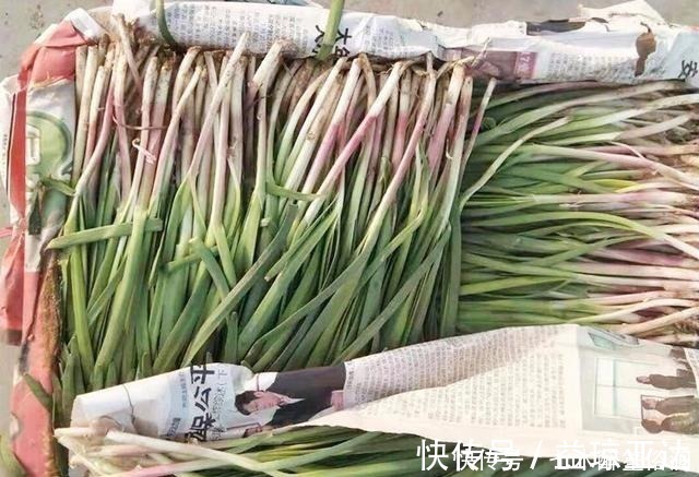 炒韭菜|买韭菜时,挑选宽叶还是窄叶的?菜农:别再挑错了,难吃还浪费钱
