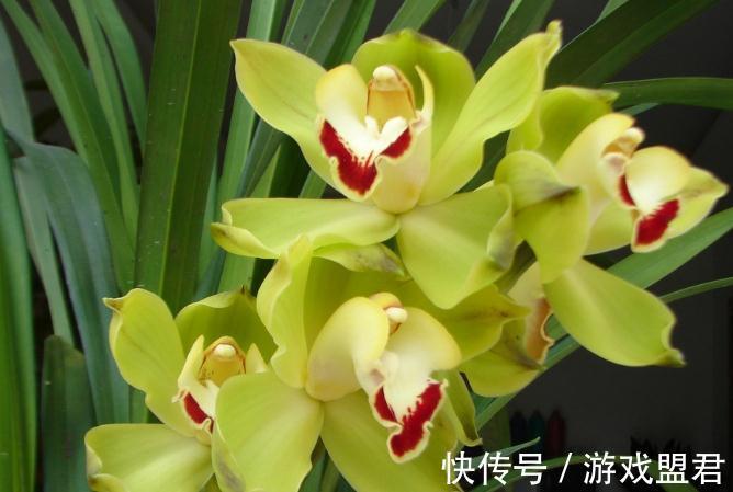 九月三十霜降后，养什么花？以下3种花，身体康健吉祥如意