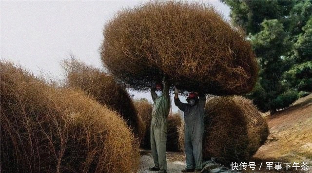 风滚草 美国又发生了啥?被这一植物堵的家门都出不了,在中国却难以见到