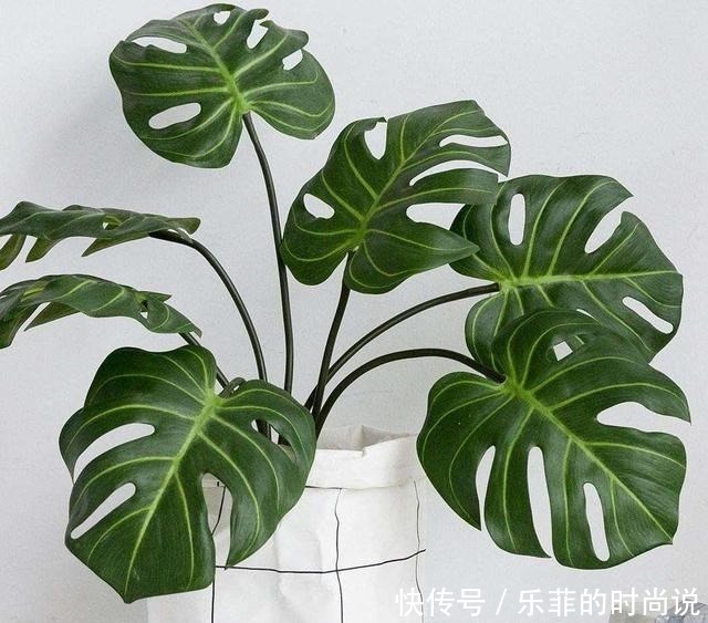 花期|逛花市记住“3买3不买”,春夏花期砰砰开花,家里是花海