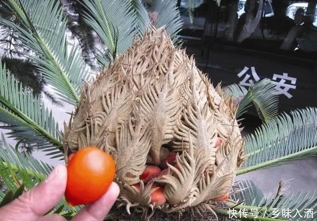 最少|最难吃到的“水果”,最少60年才结果,很多人等到老都没吃到