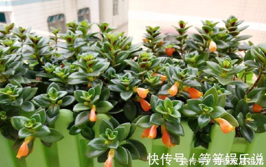 最耐阴的盆栽植物,花叶俱美,花开不断,养护简单,室内也能养