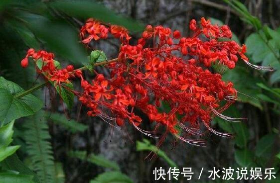 赪桐|喜欢花不妨养“它”最有“风情”的花,诗人将这花称“状元红”