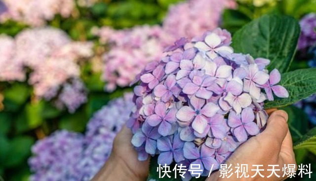 秋天4种花别着急“修剪”,当年长得枝条都是花,剪了就不开花!