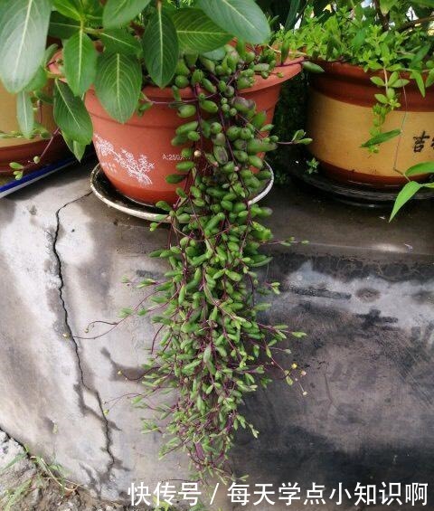 网上有人“跪求”名字的多肉植物,究竟有多美,竟有这般吸引力!