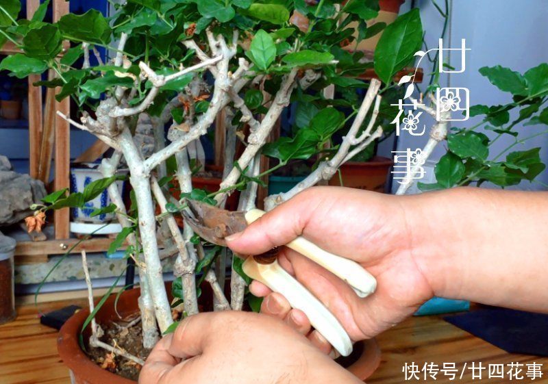  种花|养6种花，手不能懒，经常“剪一剪”，越剪越爆盆