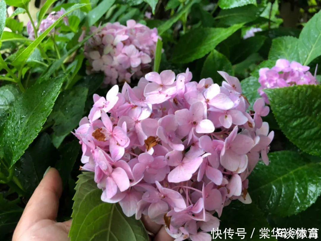 酸性|天生爱淋雨的花，多淋几次，连肥料都省了