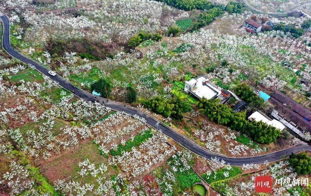 远近|仁寿： 万亩梨花开得艳 远近游客闻香来