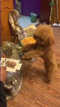 |搞笑GIF：扎心了 遇到这种情况 先捂住膝盖还是先捂脸