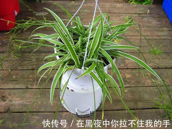 一种养花万能土,满足花卉生长需求,透气透水不烂根