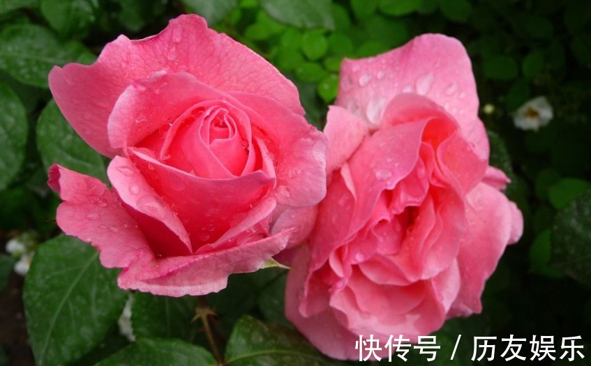 月季花,养护不难,但也需要掌握细节,真正掌握后,开花爆盆!