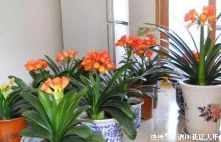 聚财|客厅最适合养“3种花”,旺人又聚财,寓意美好,收获幸福