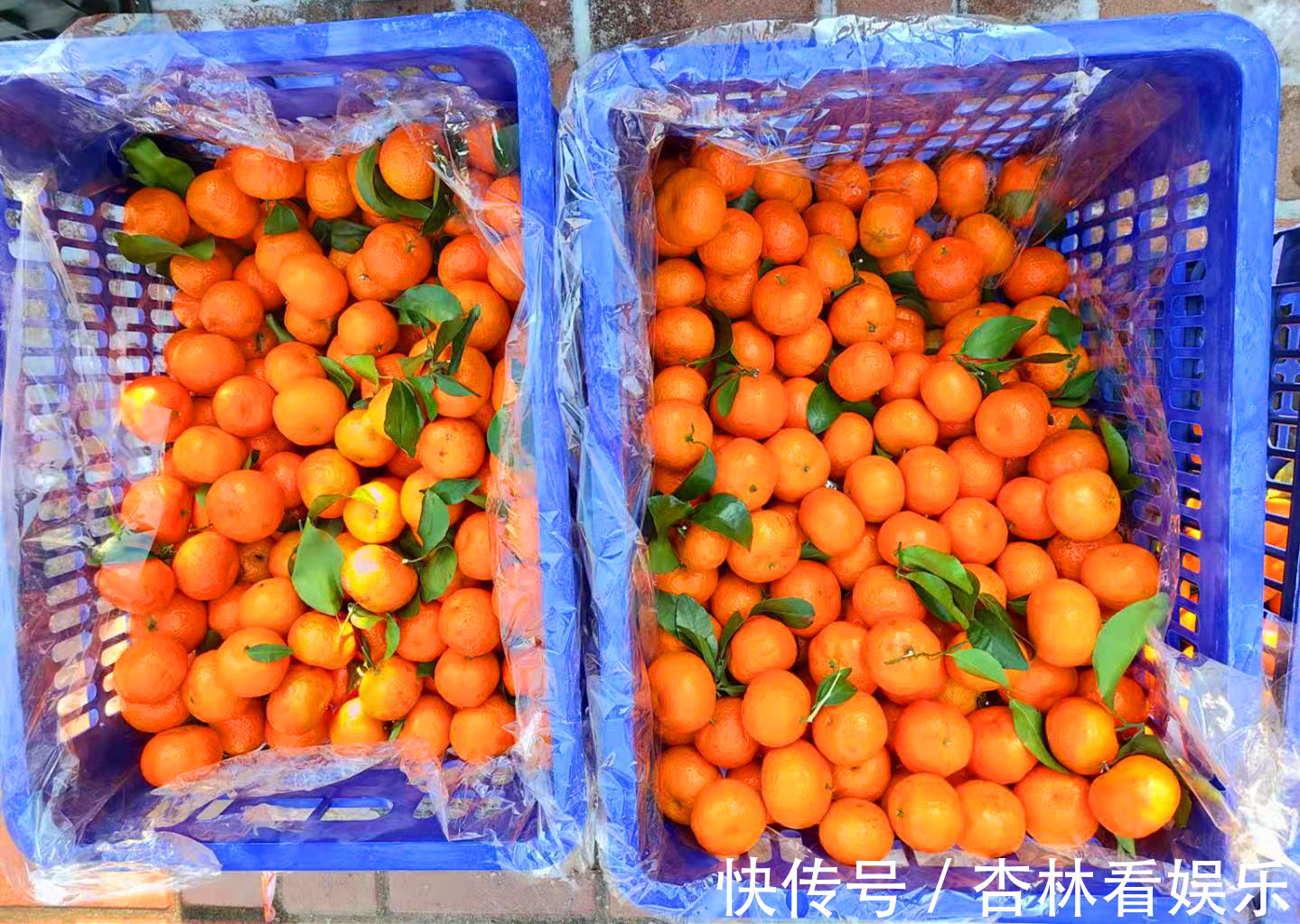 买砂糖橘,别管品种价格,见到此4种要留心,为了家人白给也不要