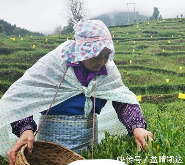 “在喝茶时,人们都会把第一泡倒掉!”茶叶真的很脏吗?