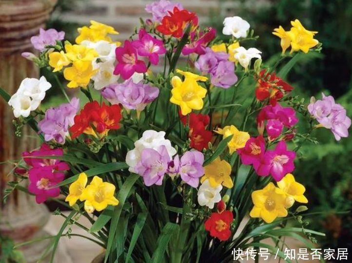 几款花卉,好养易爆盆,四季繁花似锦,姿色十分艳丽