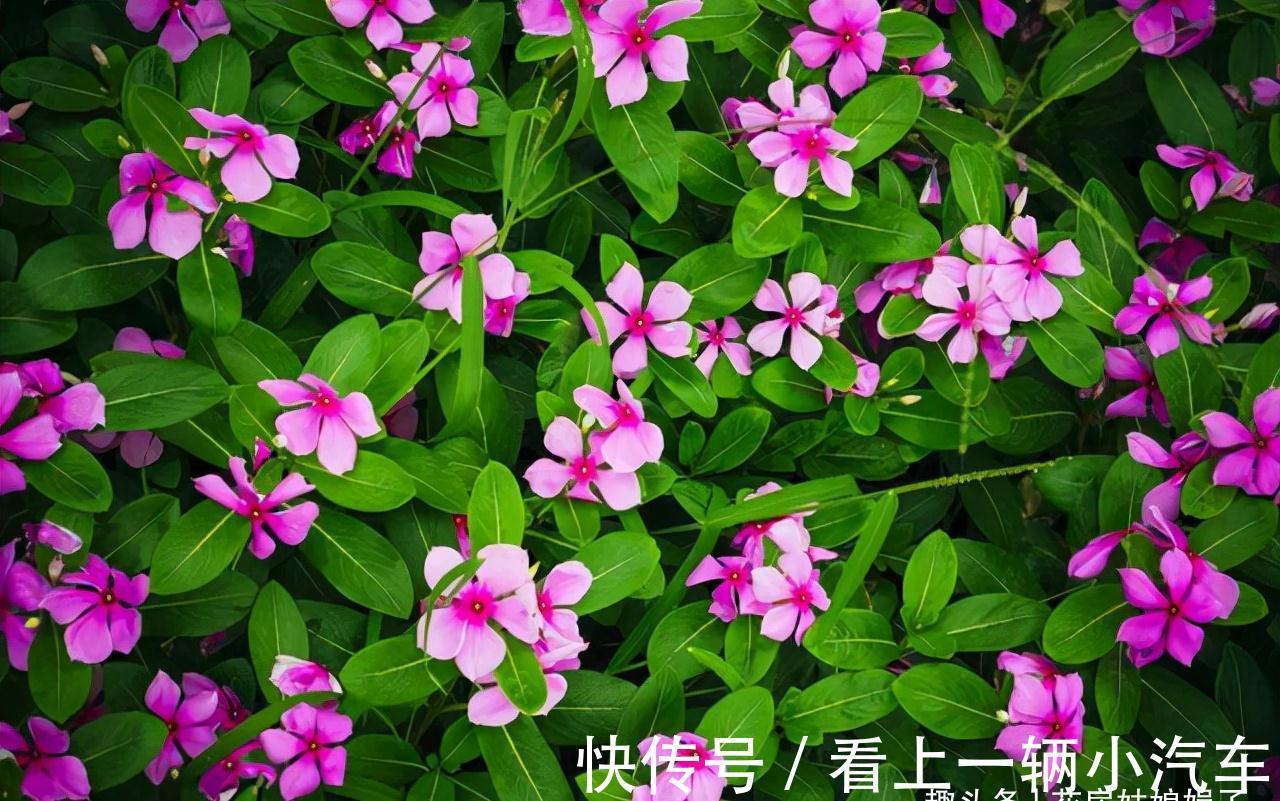 花期|这6种花在阳台很好养，只要有阳光就特别旺盛，花期长颜值还很高