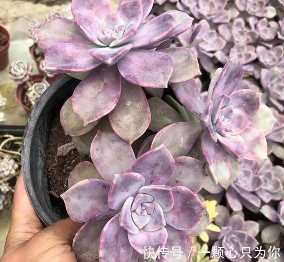 爆盆|盘点10种容易度夏多肉,随便养,随便选,总有几款适合你