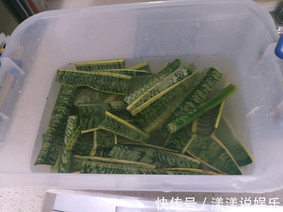 生根|秋天养花,用到2种“生根剂”,花卉长出“胡须根”,一学就会
