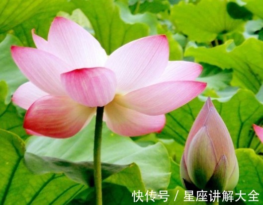 桃花八方|8月上旬，桃花八方来，4属相财运滚滚到，生活大富大贵