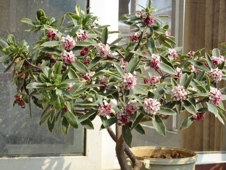 聪明人都喜欢养这种花，养家里既助睡又是吸附甲醛的小能手，值