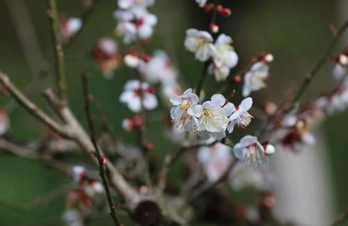 潼南|赏梅黄石寨,踏春正当时