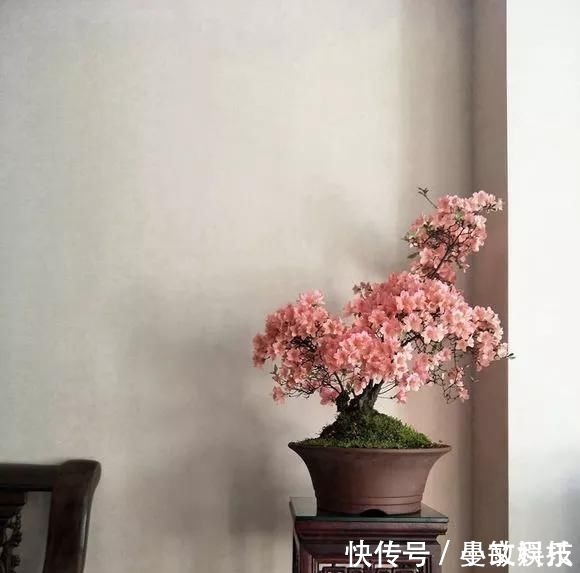 这6种花儿爱吃酸,每月1勺“酸水”,花苞满盆看不见叶