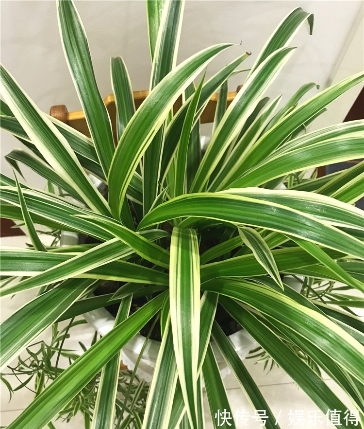 吊兰叶子又窄又细,做4事,叶子越长越宽厚,呼呼疯长挤爆盆!