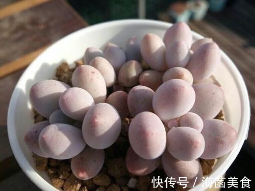 多肉|盘点8款胖多肉，颜值高好养护，喜欢多肉一定别错过！