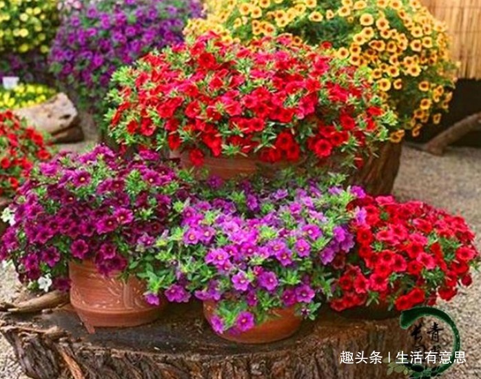 阳台爆盆首选，百万小玲，养护很简单，注意4个细节，花开200天