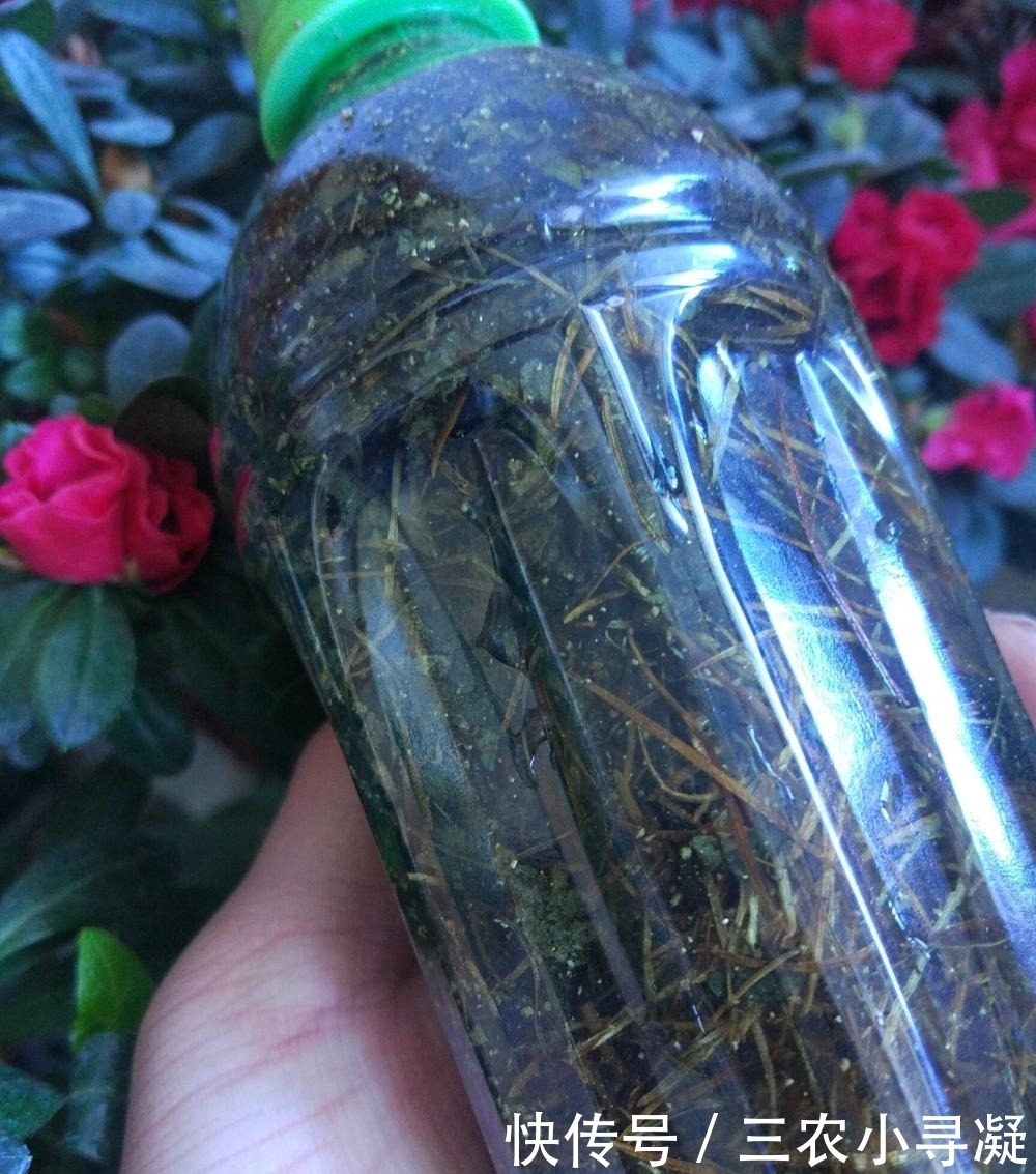 栀子花黄叶怎么办? 简单小方法, 从此告别黄叶