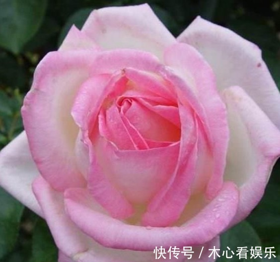 三种观赏价值非常高的月季,不是我国培育的,但是适合种在庭院中