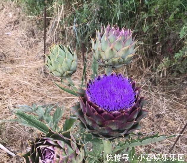 路边没人要的野花，国外人买来当菜吃，开花很美、很受欢迎！