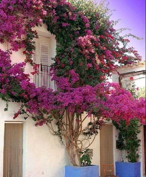 盆景|三角梅养成盆景又美又飒，爬成花墙热情浪漫，爆花成球秘诀在这