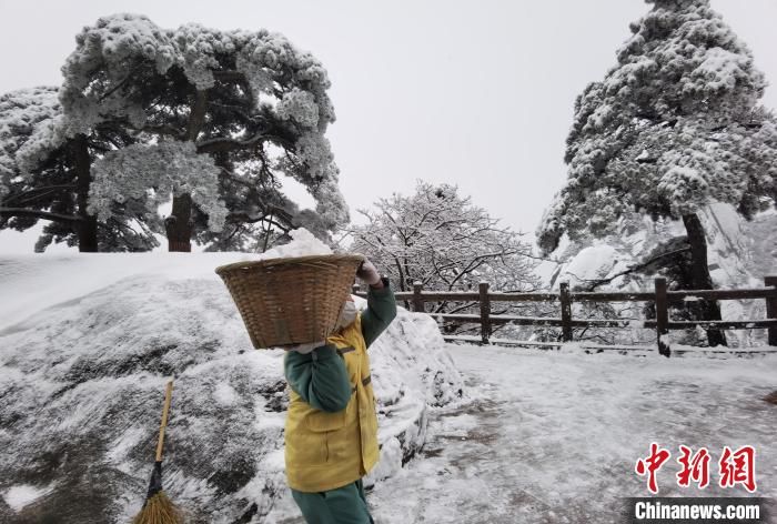 安徽|安徽黄山光明顶累计积雪深度11cm 古树名木无损伤