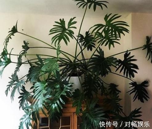 家养“4种花”,增福、旺财长势好,放在客厅空气清新,家中必备