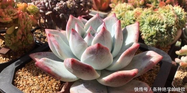 羞红|秋风轻吻,多肉,羞红了脸颊