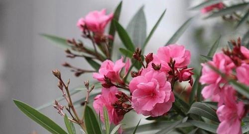 3种花,再喜欢也别在室内养,会影响健康,家里养了赶紧搬出去