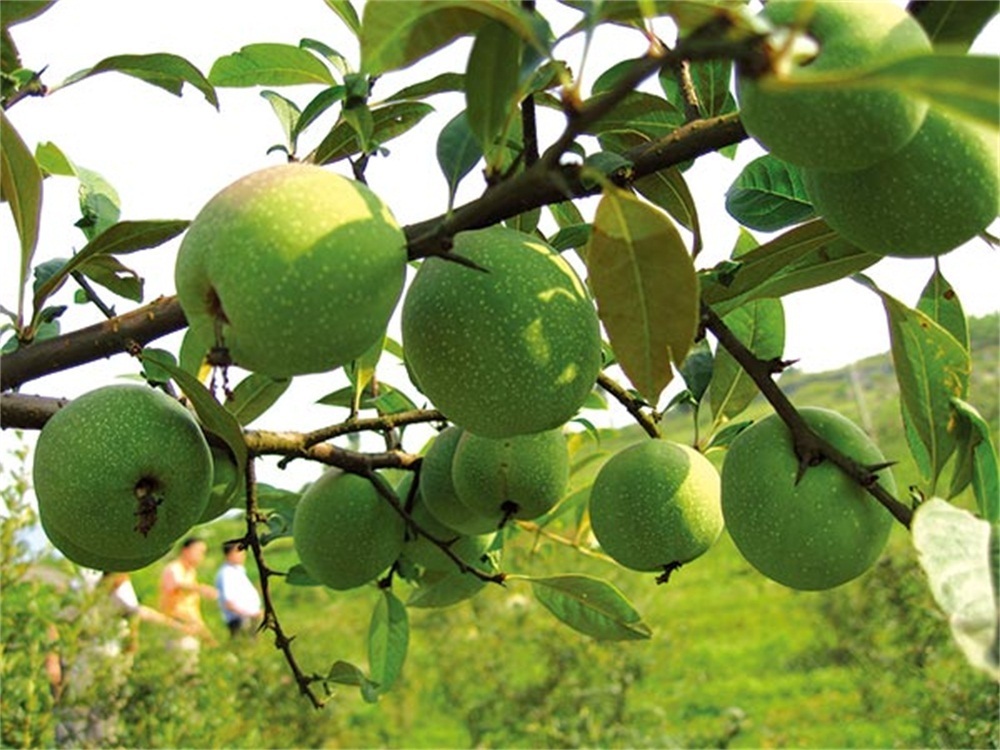 粮食|真全粮食酒-木瓜可以泡酒吗?木瓜泡酒方法