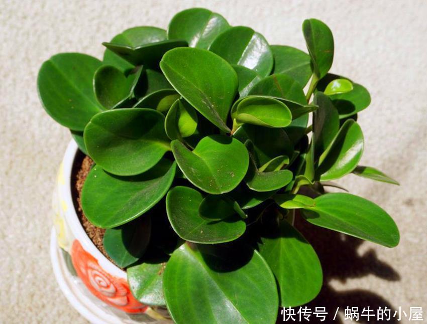 遮光网|4种需尽快搬离阳台的耐阴花,晒久了会影响花的生长,安排起来