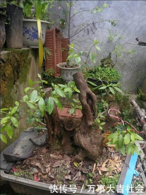 适应性|山上有什么植物适合用来做花卉盆景的吗?