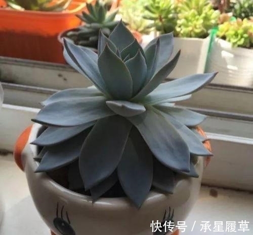 养不好5种多肉别灰心,不是技术问题,而是他们天生就爱徒长