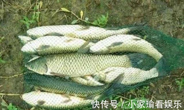 透露|再三提醒，按我说的钓大草鱼，20年老司机都得拜服，切记莫透露