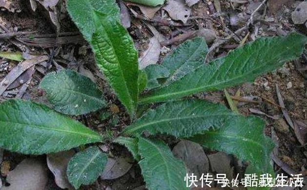 草药|可惜了农民曾用它来喂猪,不知煲汤最靓,如今被称为“土人参”