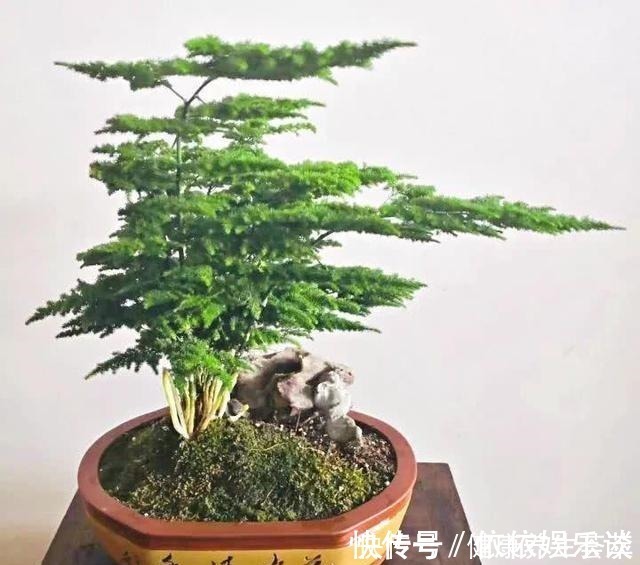 新枝|文竹有“三喜三怕”,顺着它,盛夏也生机勃勃,养成苍劲小老桩!