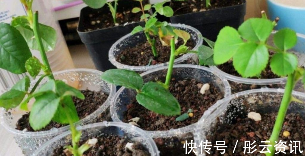 切口处|扦插花卉,总是不生根,大多是3个方面没做好