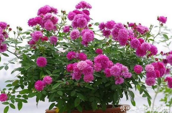 天热怕花草黄叶枯死夏养米兰、月季、茉莉,花开让你大饱眼福