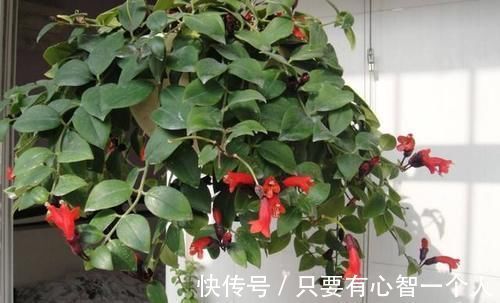 自制肥料难不难？有着20年经验的养花人：懂“这2样”就够了